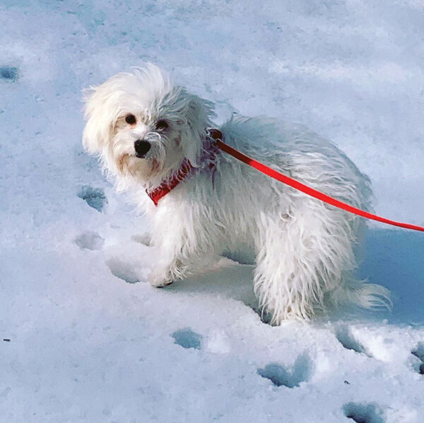 Pet SEEN: Cute Pets Featured in April 2020